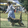 Belgian Tervuren - image 11