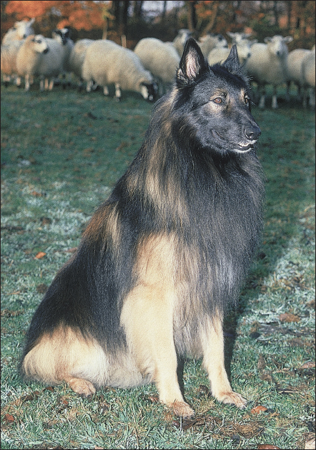 Belgian Tervuren - image 3