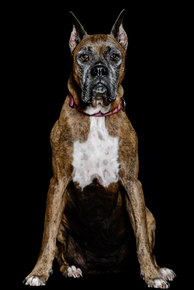 Odessa our older boxer has always loved posing for the camera The good news - photo 6