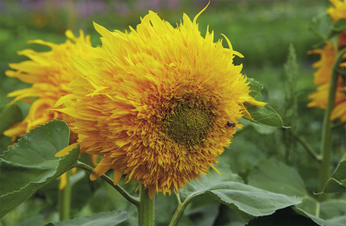 Sunflowers are said to be a bees favorite flower and bring these vital - photo 9