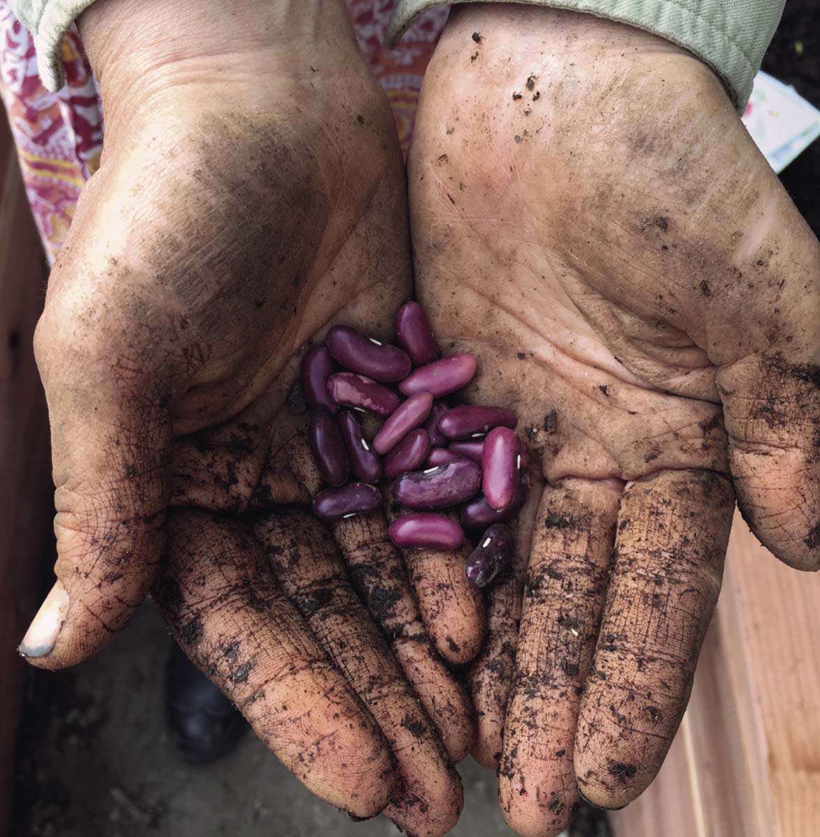 A garden begins and ends with a seed Runner beans add gorgeous color to the - photo 11