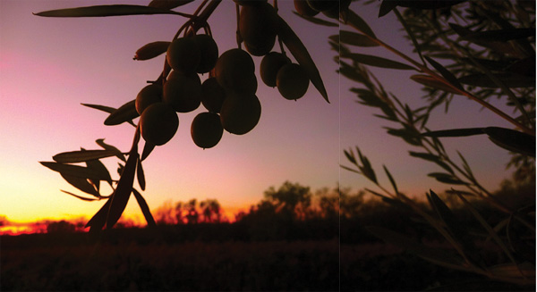 OLIVE OIL IN THE BEGINNING In ancient Greek mythology the goddess Athena - photo 2