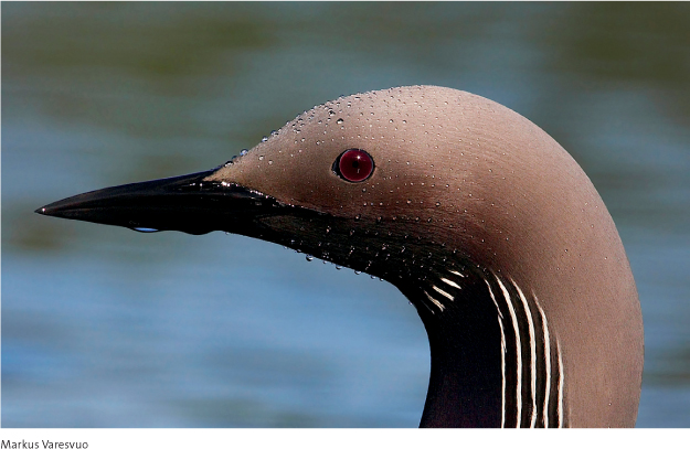 Black-throated DiverArctic Loon Gavia arctica Canon EOS-1Ds Mark III 500mm - photo 3