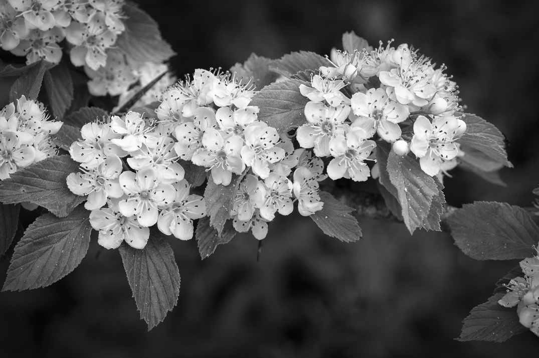 ISO 400 1640 f8 90mm APS-C Black-and-white is not just for landscapes - photo 6