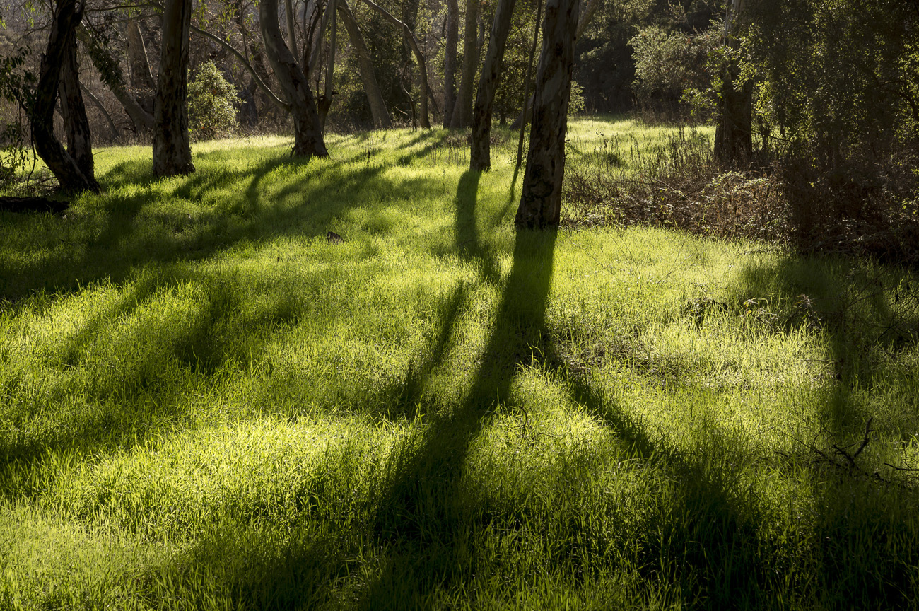 ISO 100 1100 f9 50mm APS-C The color in this grassy glade is strongly - photo 4