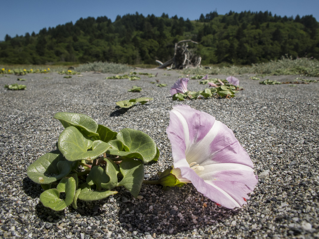 ISO 100 1250 f11 14mm Four Thirds The dark gray sand around the flower - photo 6