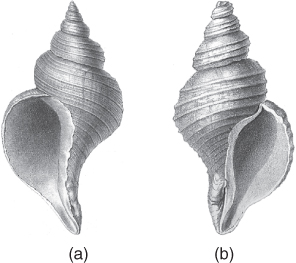 Fossil shells of two marine gastropod species In panel a the shell of - photo 3