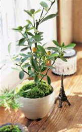 Megumi Oshima Midoriya Nicogusa wwwnicogusacom Moss tray landscape is - photo 1