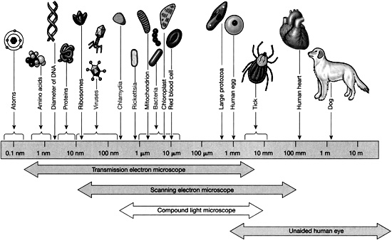 Figure 01 Relative sizes of organisms and their component parts Source J G - photo 3