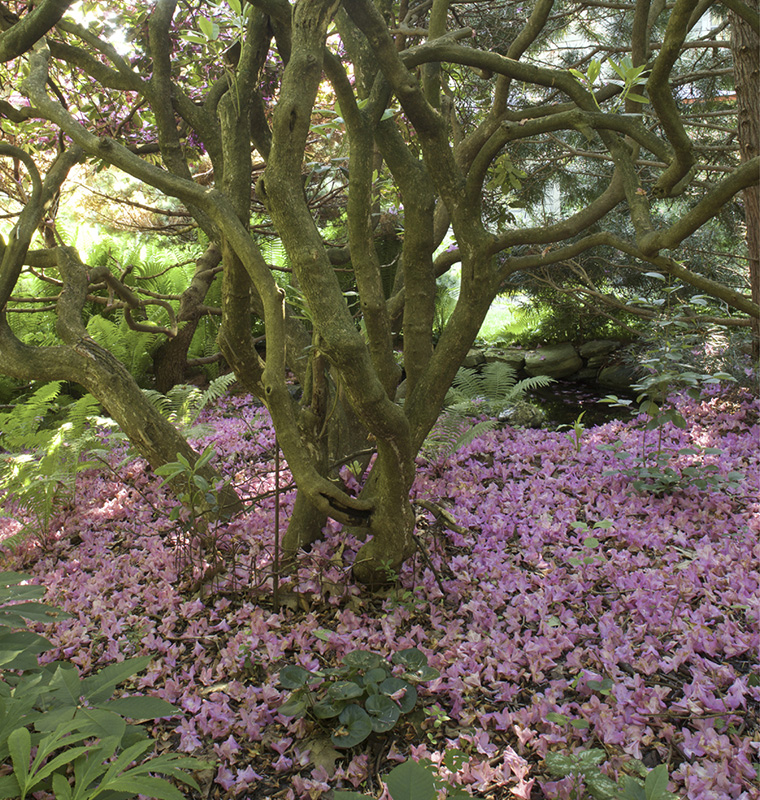 The fallen flowers of an old rhododendron make a pool of lavender beneath its - photo 3