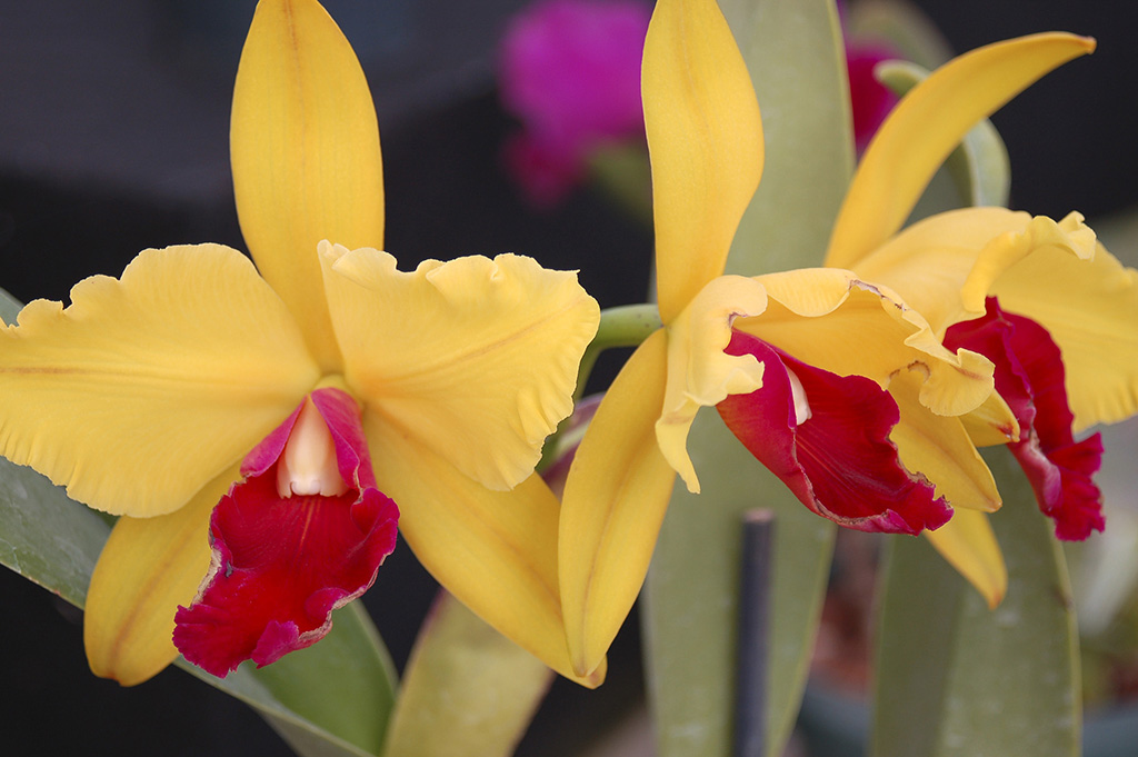 Its hard to resist gorgeous orchids in full bloom now available at moderate - photo 6