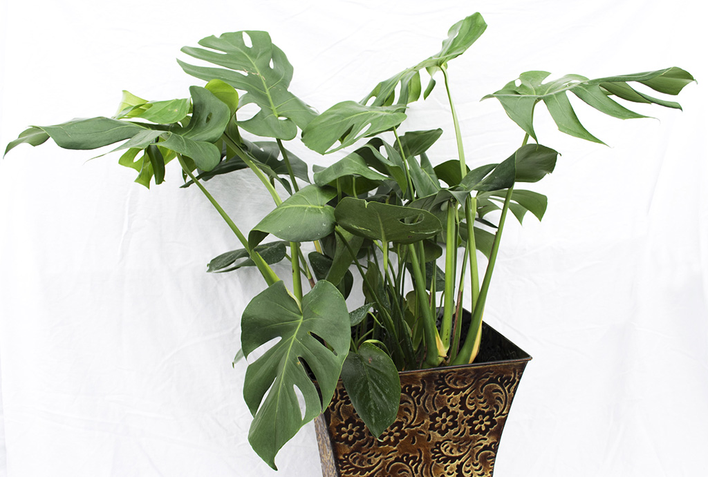 Split-leaf philodendron makes a perfect houseplant Besides loving the low - photo 7