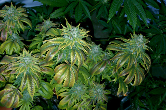 Strain Acapulco Gold Dominance 100 sativa Landrace Mexico Parent - photo 6