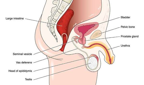 The muscles of the pelvic floor are usually classified into three layers The - photo 3