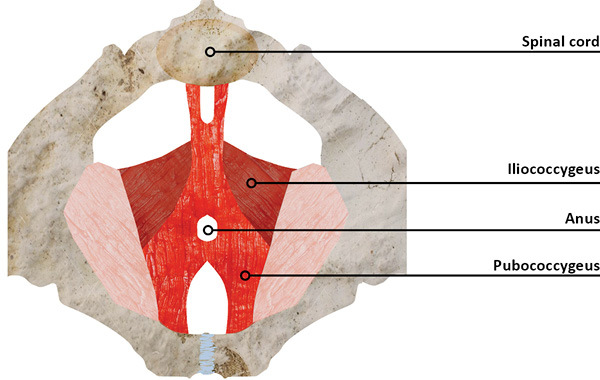 Pelvic muscles have several important roles Support of the organs of the - photo 4