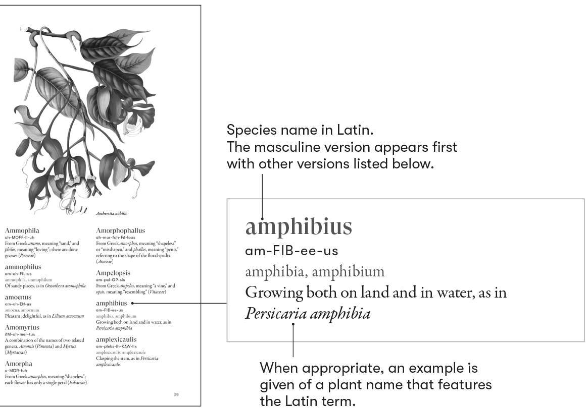 A Guide to the Use of Latin Whe - photo 6