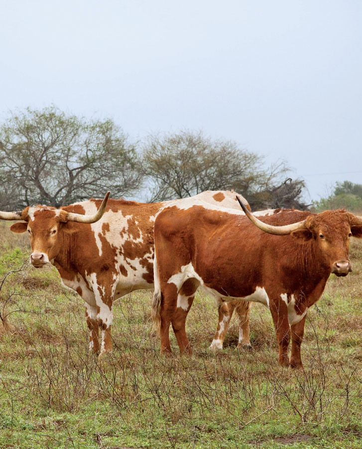 Longhorns at the King Ranch outside of Kingsville Pit at the Salt Lick in - photo 2