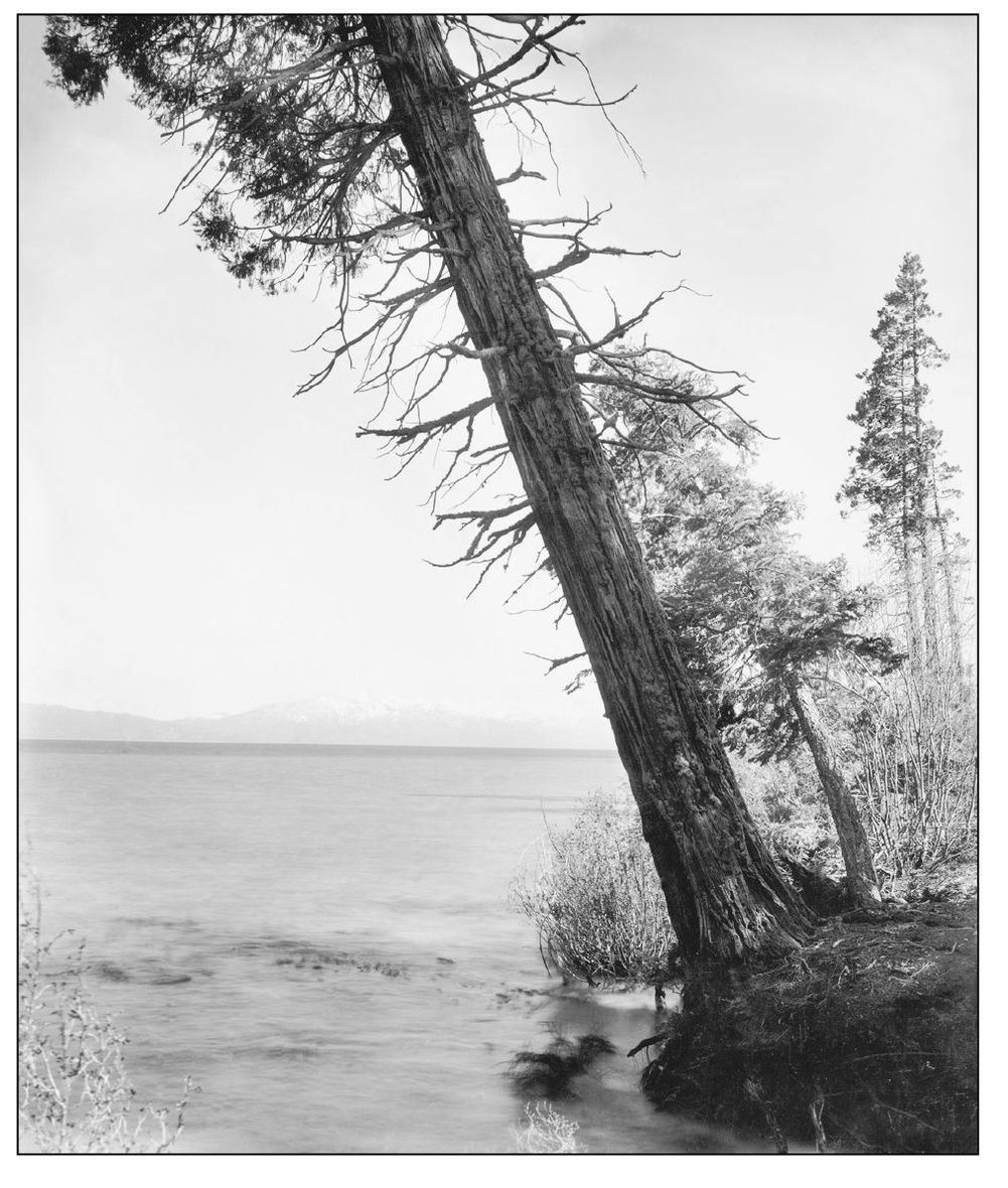 This photograph of a leaning cedar tree employs a dynamic compositional - photo 5