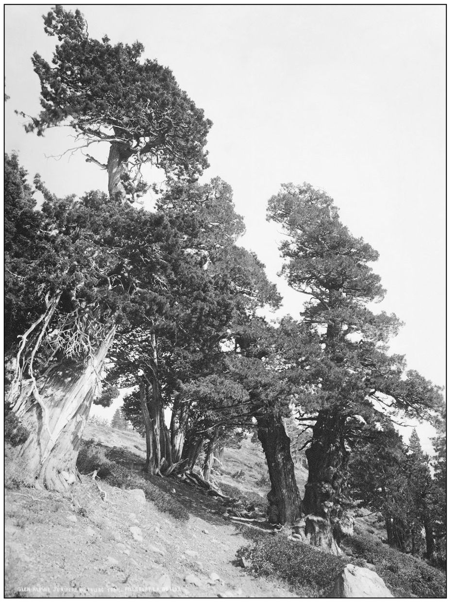 This photograph focuses on the Glen Alpine Junipers along the Mount Tallac - photo 6