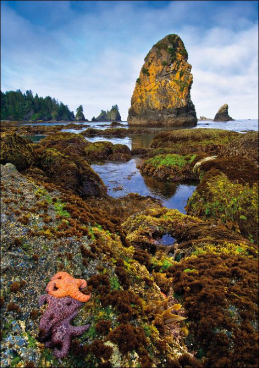 Tidepool at Point of Arches Olympic National Park Chapter 1 INTRODUCTION - photo 4