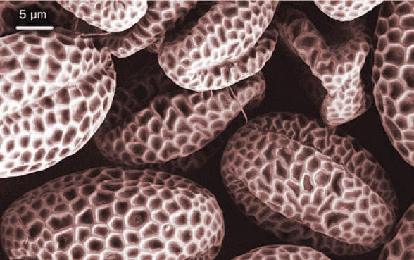 Fig 12 Image of lilac Syringa sp pollen at a magnification of 3000 - photo 5