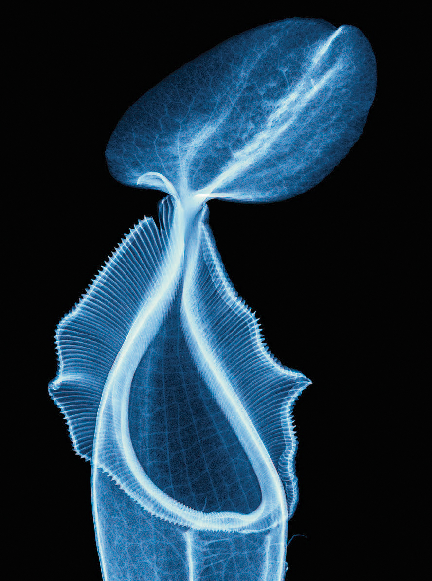 Fig 14 X-ray image of carnivorous pitcher plant Nepenthes ventricosa - photo 7