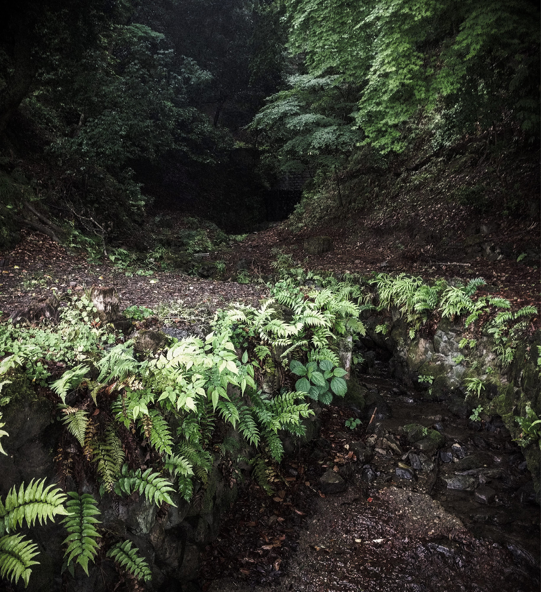 About This Book The Spirit of Botany is intended for anyone seeking a deeper - photo 5