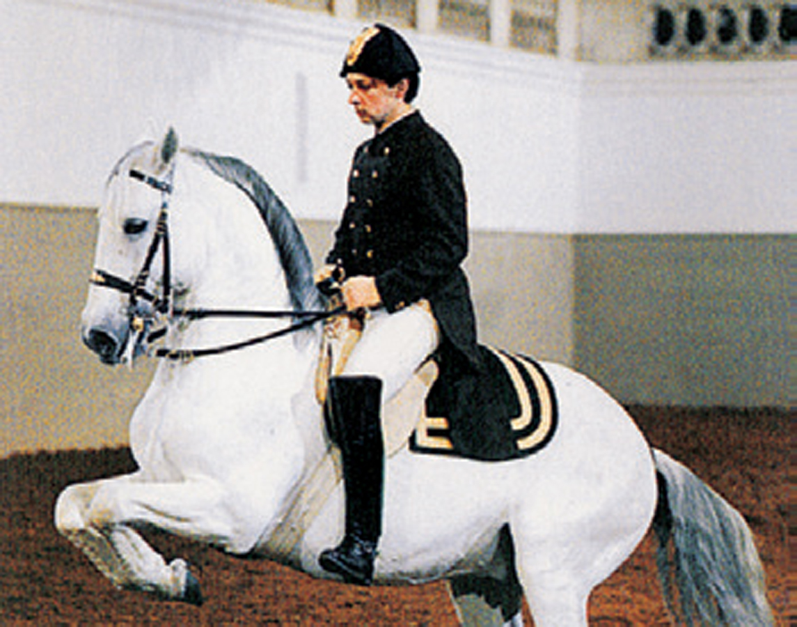 Top Attraction 7 istockphoto The Spanish Riding School See the Lipizzaner - photo 11