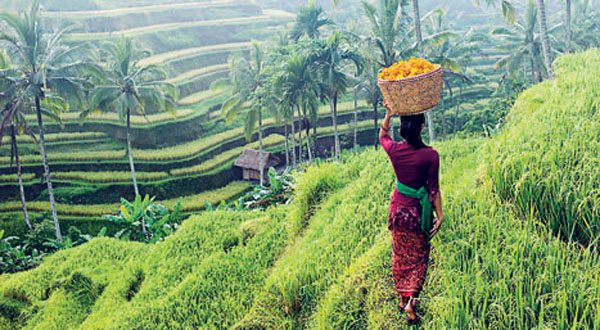 Walking in rice terraces Ubud MARTIN PUDDYGETTY IMAGES TOP EXPERIENCES - photo 5