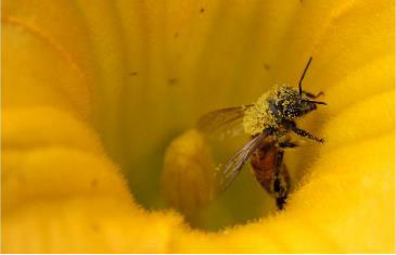 So youre looking to get started as a beekeeper You want to learn everything - photo 1