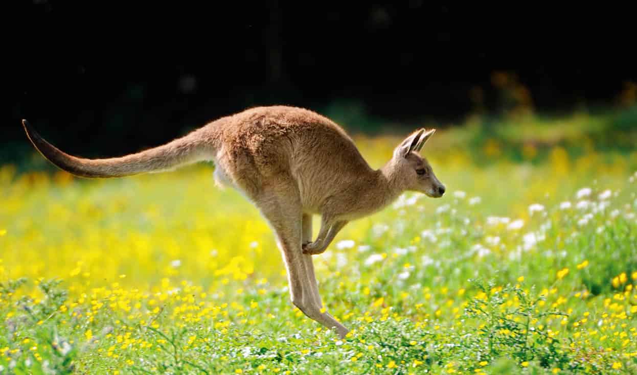 Top Attraction 8 iStock Unique wildlife Encounter kangaroos koalas wombats - photo 11