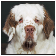 Learn the requirements of a well-bred Clumber Spaniel by studying the - photo 4