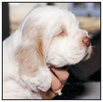 Find out about how to locate a well-bred Clumber Spaniel puppy Discover which - photo 5