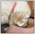 Cover the specifics of taking care of your Clumber Spaniel every day feeding - photo 6