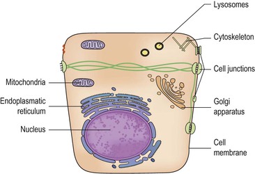 Figure 1-1 Schematic presentation of an epithelial cell displaying the most - photo 1