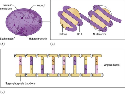 Figure 1-2 Contents of the nucleus DNA A A nucleus displaying nucleoli - photo 2