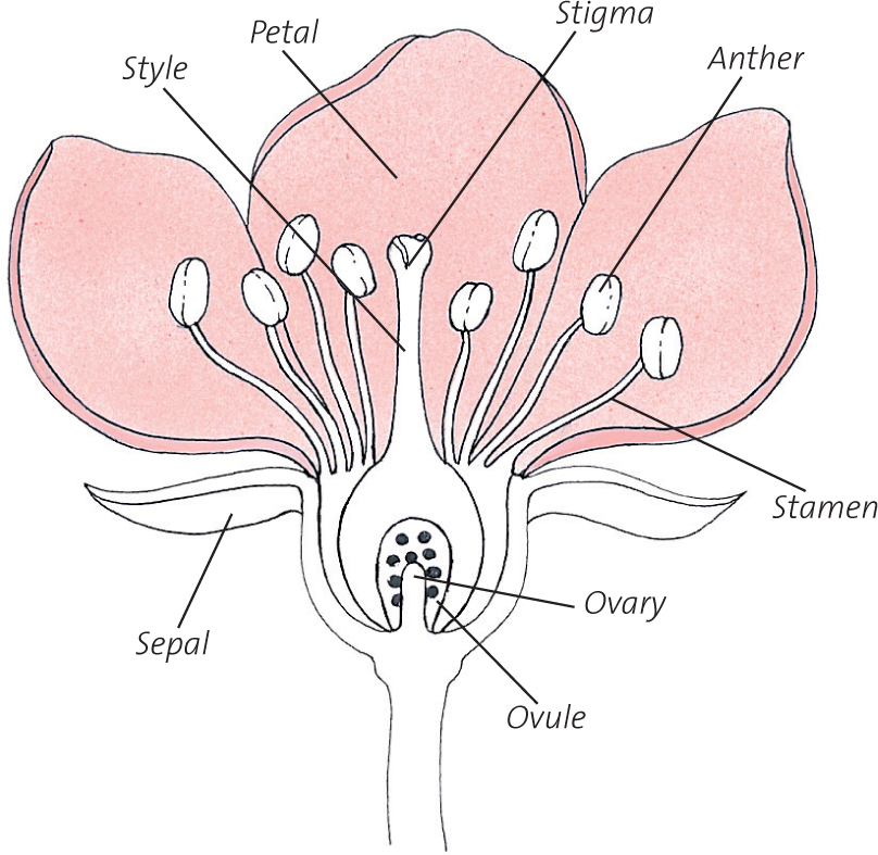 Plants are described according to their flowering and fruiting habits The - photo 4