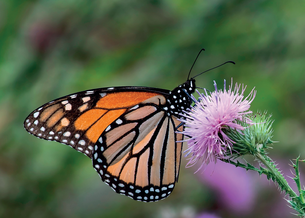 Monarch butterfly Danaus plexippus on thistle Foreword The primary way in - photo 3