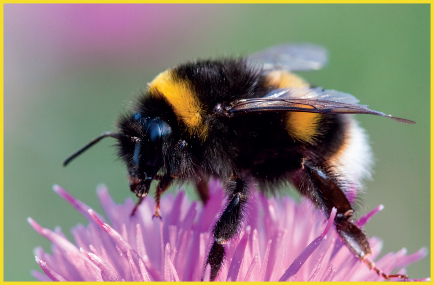 The large furry European bumblebee is a familiar sight as it forages on - photo 5