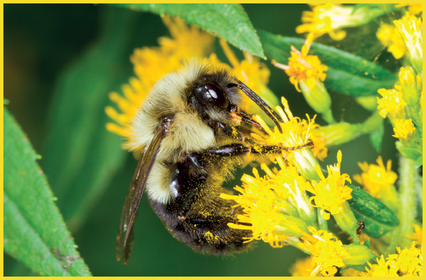 This is one of North Americas most important pollinators Abundant in the east - photo 6