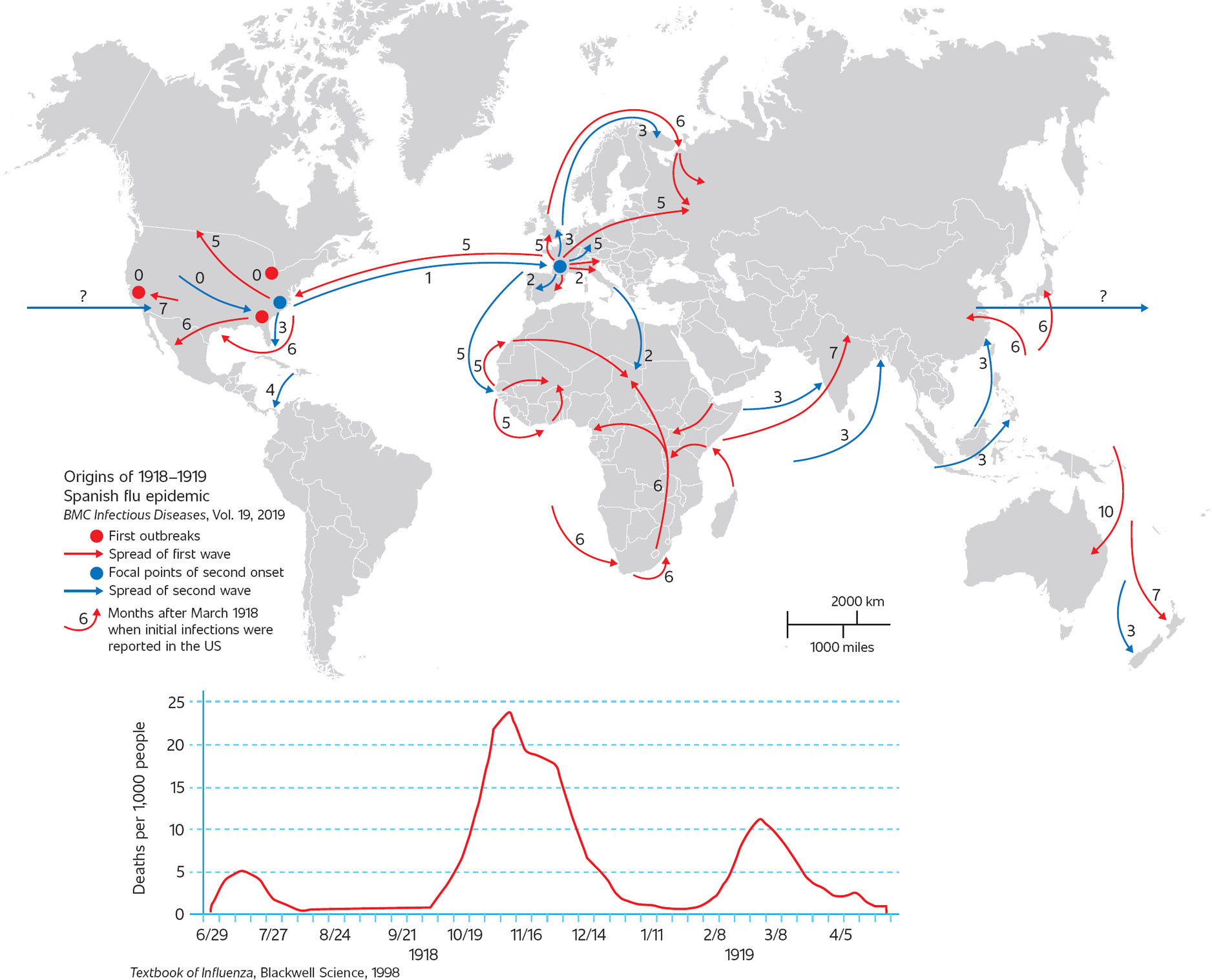 The spread of the 19181919 influenza pandemic Spanish Flu The 19181919 - photo 4