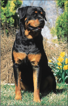 Its German brethren in black and tan the Rottweiler contributed its unique - photo 2