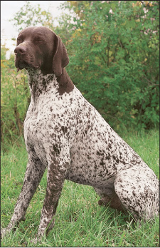 Some authorities claim that the German Shorthaired Pointer was used in the - photo 3