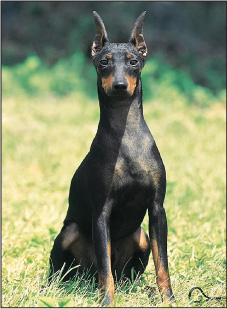 Early crosses with the Manchester Terrier improved the quality of the Doberman - photo 4