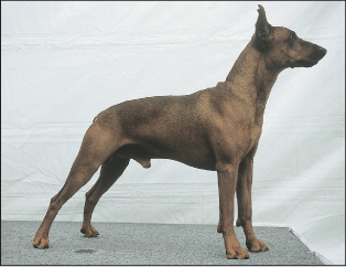 The German Pinscher is considered the most ancient of the three pinscher - photo 5