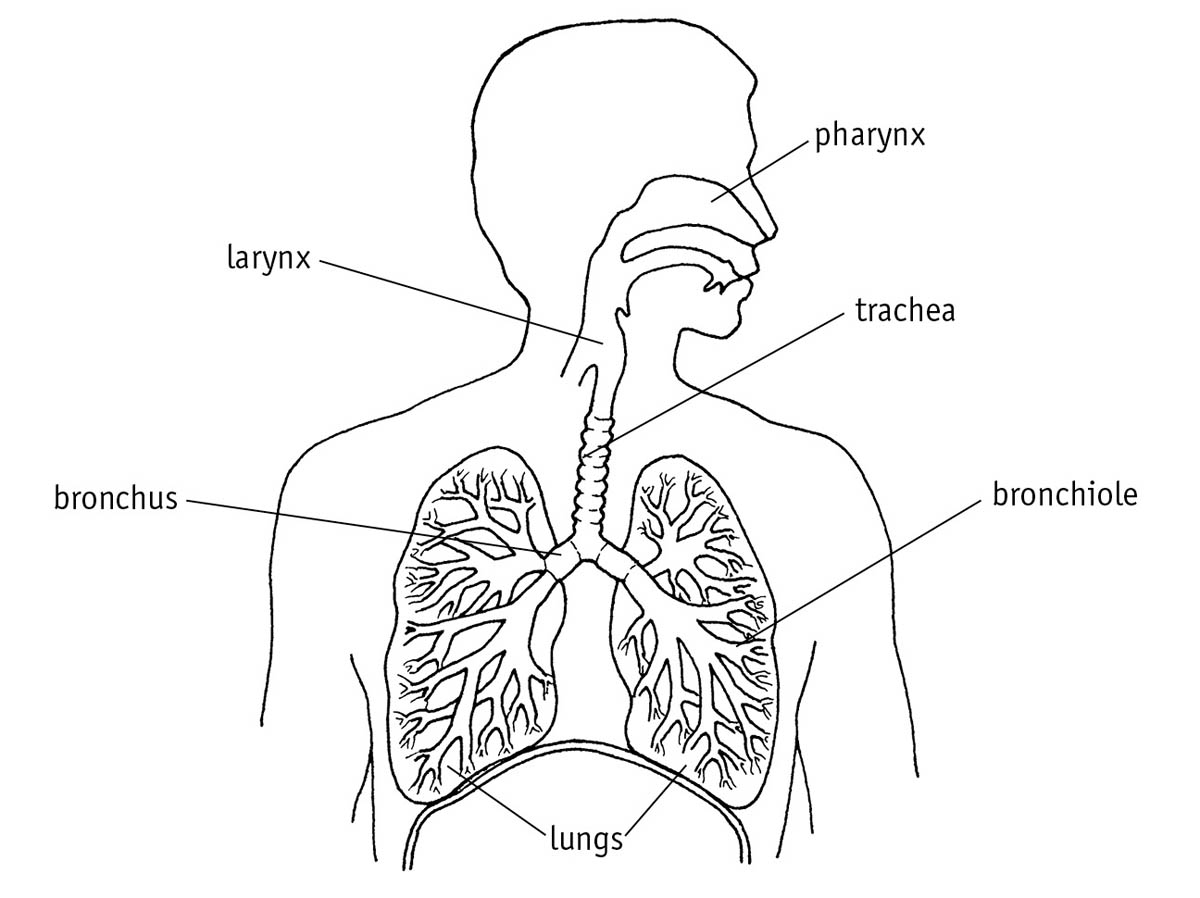 The Breathing Process The movement of air into the lungs is controlled by the - photo 3