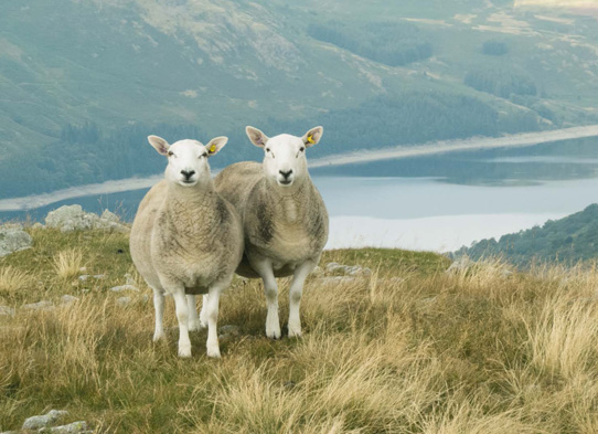 Friendly locals above Haweswater Golden eagle over Riggindale Red - photo 6