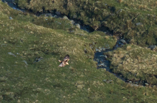 Golden eagle over Riggindale Red deer stag Riggindale Early History High - photo 7