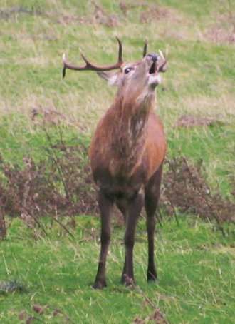 Red deer stag Riggindale Early History High Street is so called because it - photo 8