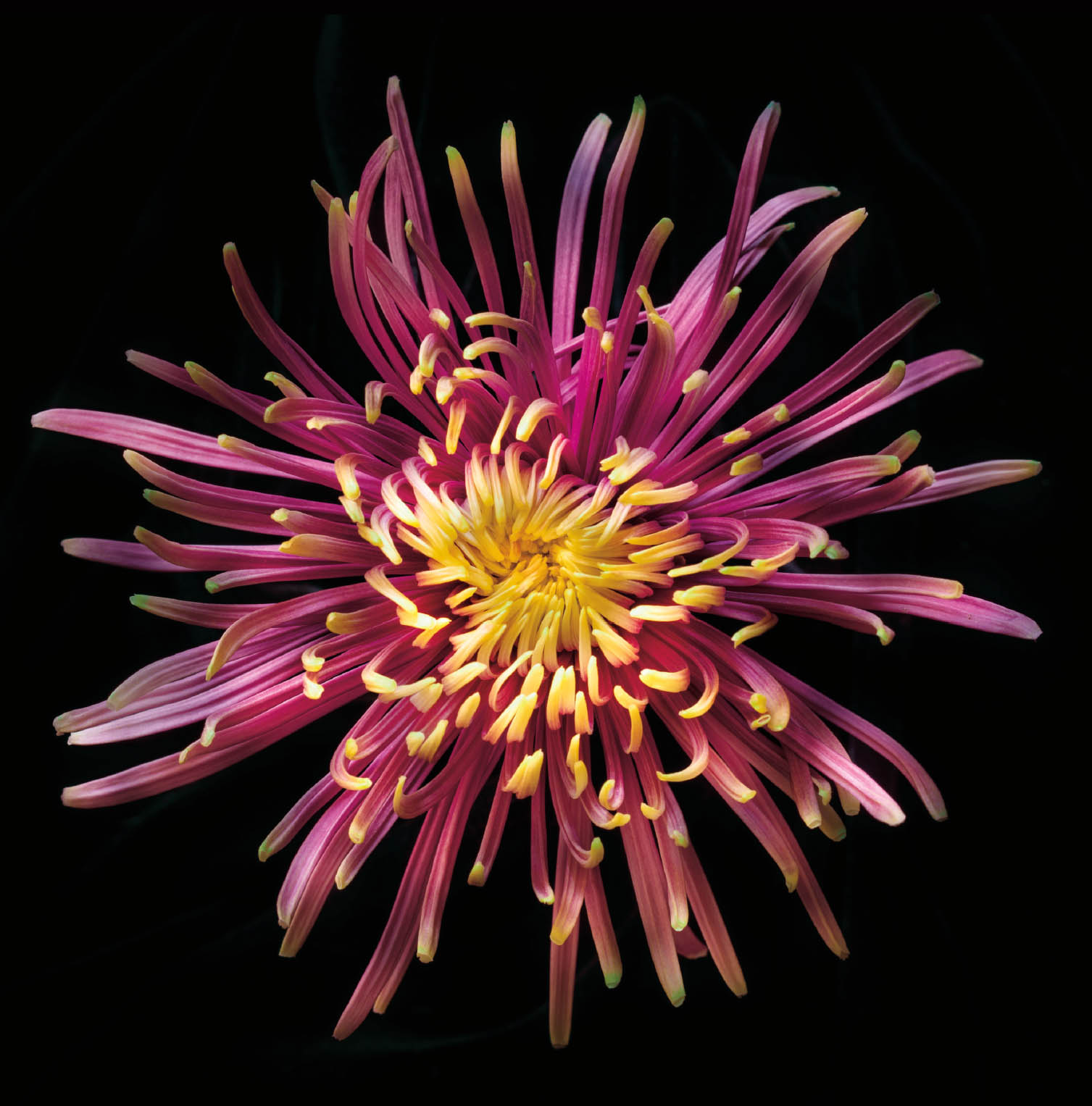 Baltazar ChrysanthemumThe Baltazar chrysanthemum is a new hybridized version of - photo 7